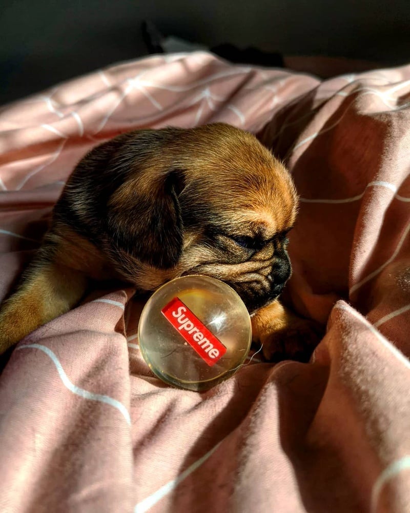 Photo by @Jackbullement