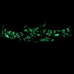 Supreme Supreme Vans Skull Pile Slip-On (SS18)