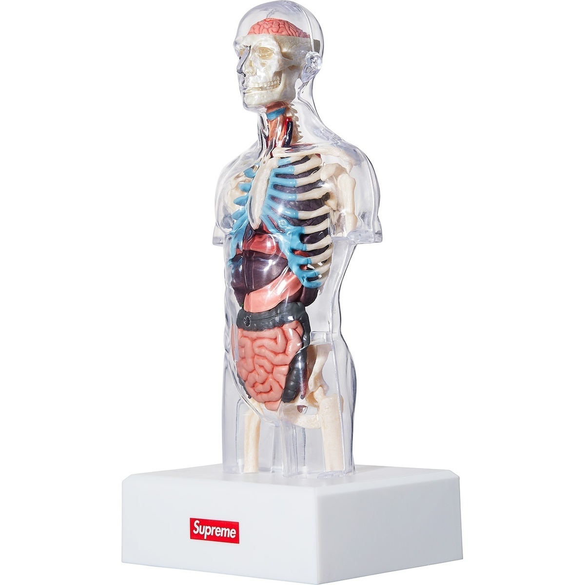 Male Anatomy Model - fall/winter 2018 - SupremeCommunity