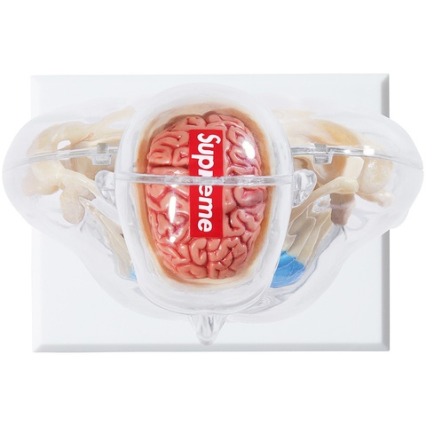 Supreme Male Anatomy Model - Clear