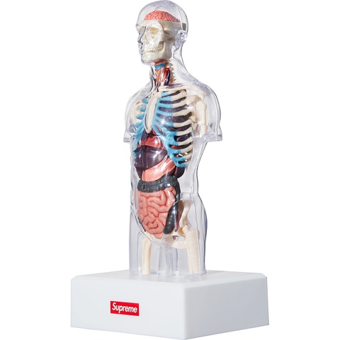 Supreme Male Anatomy Model - Clear