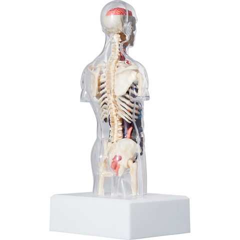 Supreme Male Anatomy Model - Clear
