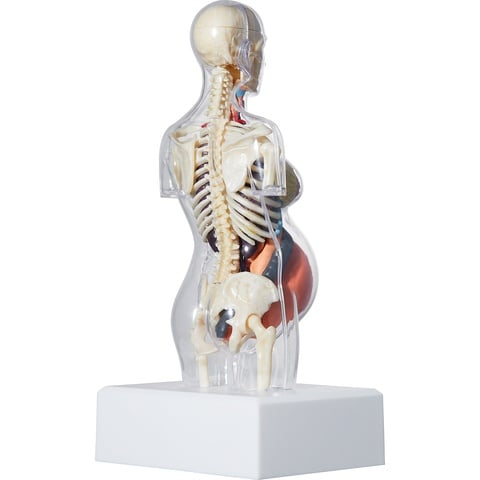2018AW■新品■Supreme■Female Anatomy Model Female Anatomy Model - fall/winter 2018 - Supreme