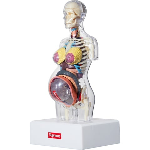 2018AW■新品■Supreme■Female Anatomy Model Female Anatomy Model - fall/winter 2018 - Supreme