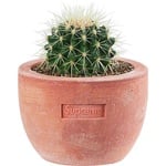 Supreme Supreme Poggi Ugo Small Planter (SS22)
