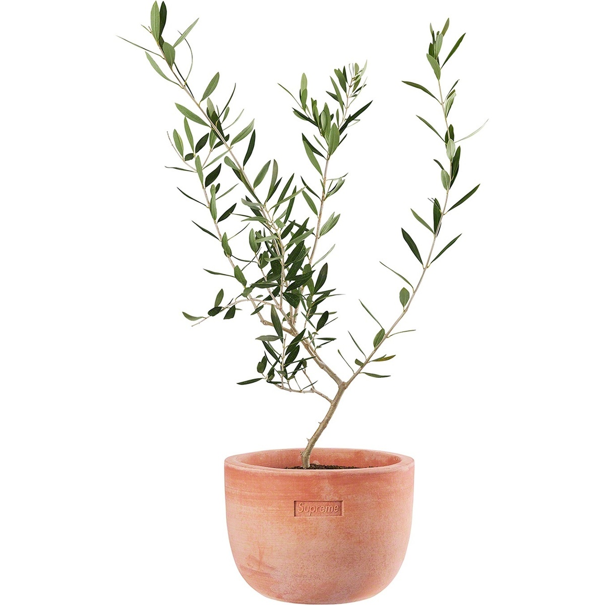 Supreme Poggi Ugo large Planter 新品未使用 Supreme®/Poggi Ugo Large Planter - Supreme