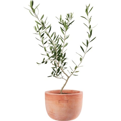 Supreme Poggi Ugo large Planter 新品未使用 Supreme®/Poggi Ugo Large Planter - Supreme