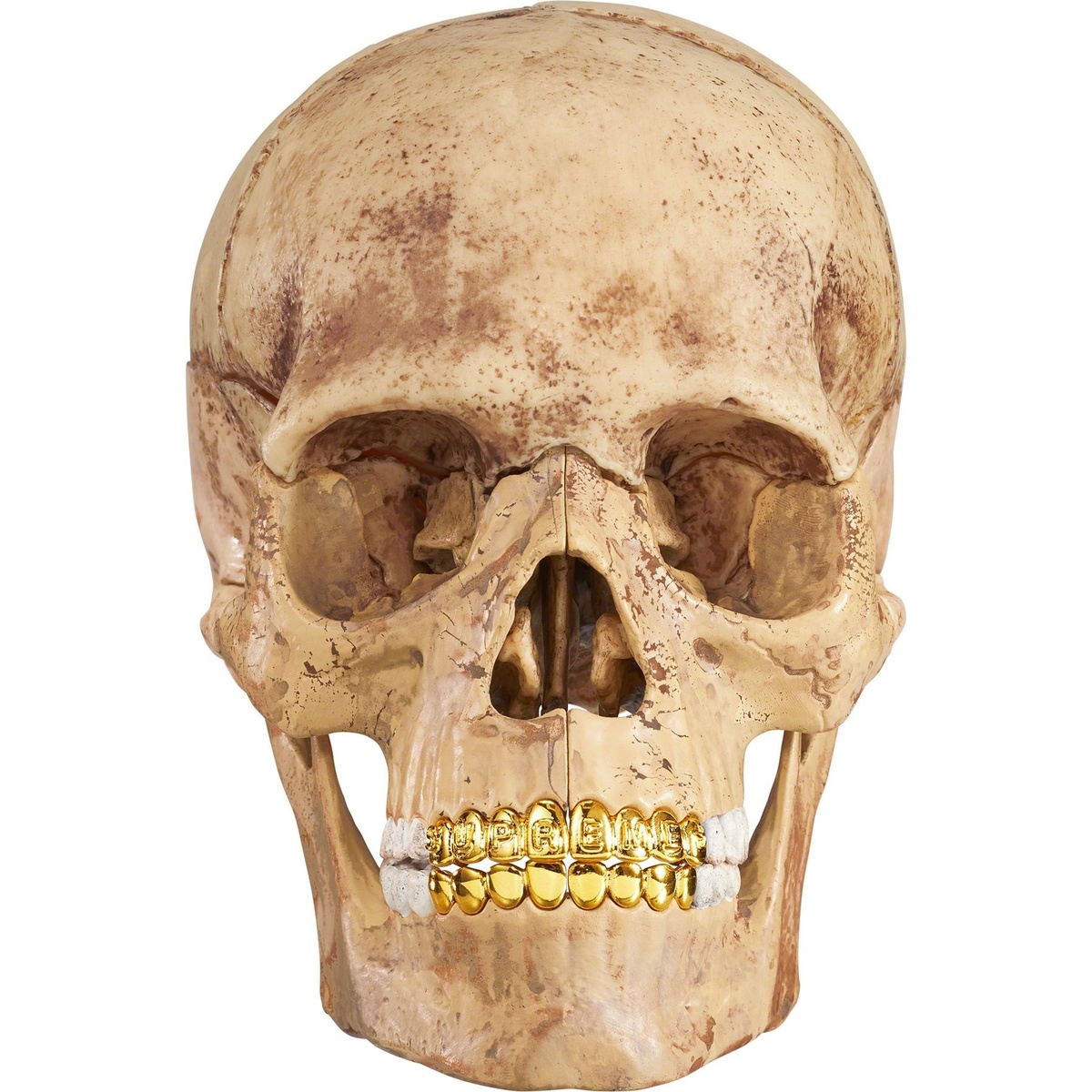 4D Model Human Skull - fall/winter 2023 - SupremeCommunity