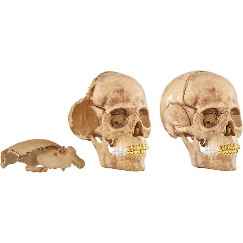 4D Model Human Skull - fall/winter 2023 - Supreme
