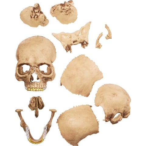 4D Model Human Skull - fall/winter 2023 - Supreme