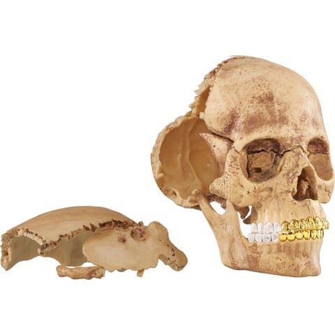 4D Model Human Skull - fall/winter 2023 - Supreme