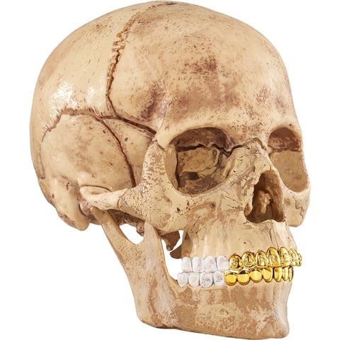Supreme 4D Model Human Skull - Colorway