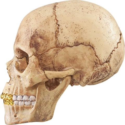 4D Model Human Skull - fall/winter 2023 - Supreme