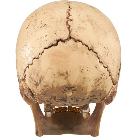 4D Model Human Skull - fall/winter 2023 - Supreme