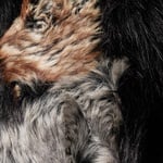 Supreme Patchwork WINDSTOPPER Hooded Faux Fur Jacket (FW25) - Black